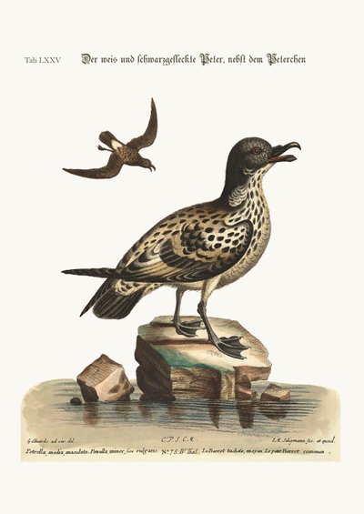 The White and Black Spotted Peteril, and the Little Peteril by George Edwards